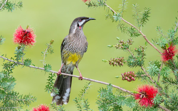  Red Wattlebird (anthochaera carunculata)