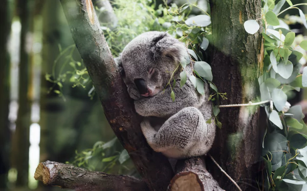 A peaceful koala sleeps nestled in a tree, surrounded by lush green leaves. This HD wallpaper captures the tranquil beauty of wildlife.
