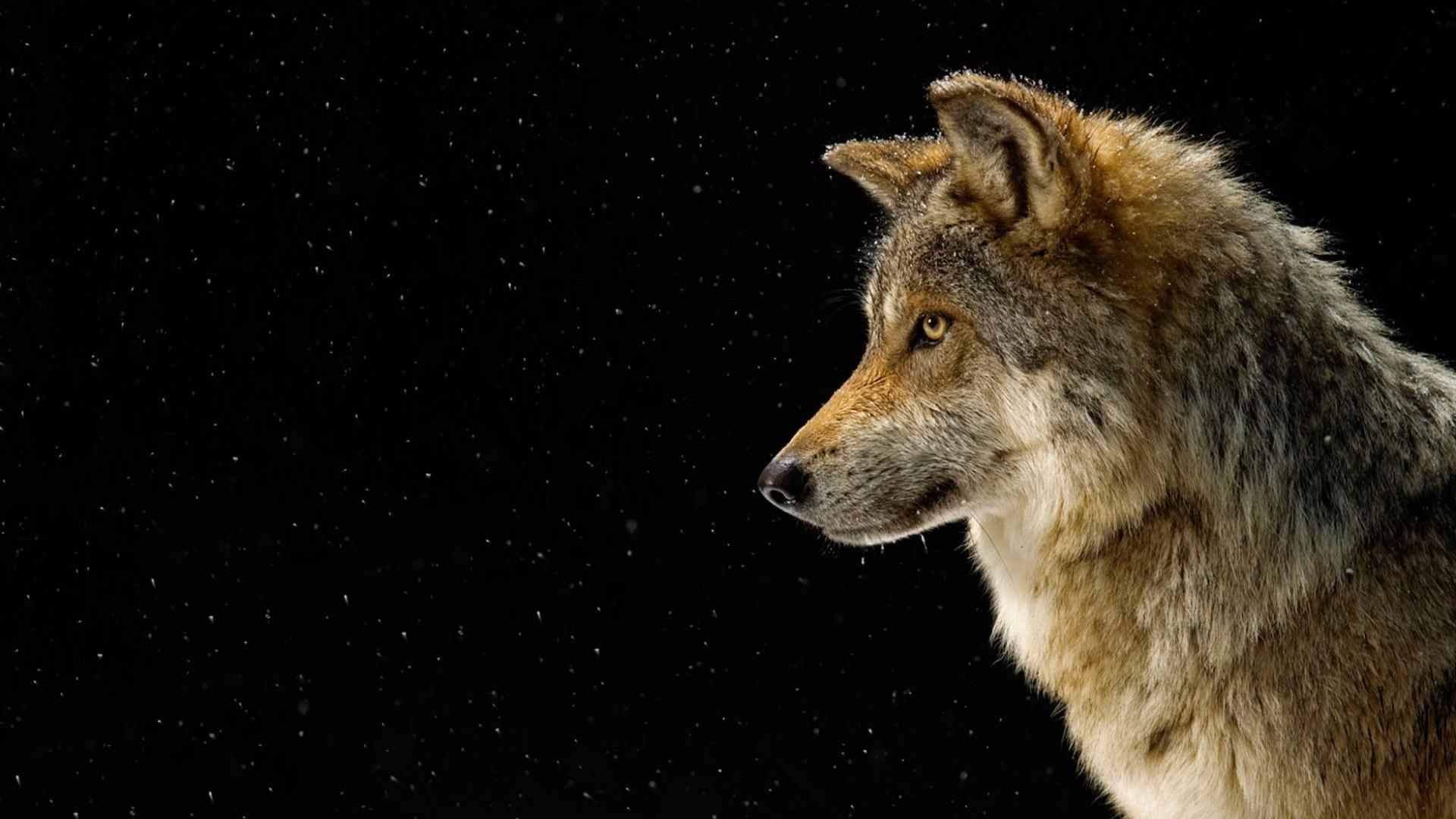 Wolf HD Wallpaper | Background Image | 1920x1080