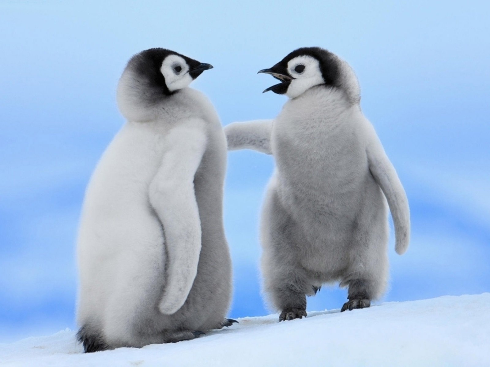 Download Cute Chick Nature Penguin Wallpaper