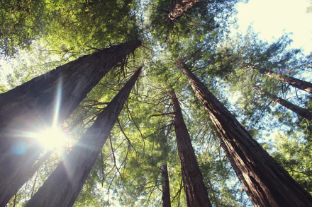 5K Ultra HD PC desktop wallpaper and background: towering trees and treetops in a sunbeam-lit forest, green nature canopy seen from below.