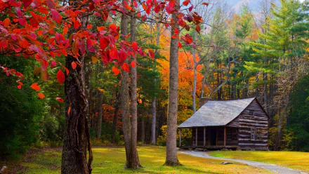 A man-made cabin set along a forest path surrounded by vibrant fall trees, captured in stunning 4K Ultra HD detail.