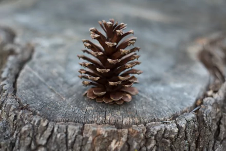 A detailed 4K Ultra HD image of a pine cone resting on the weathered surface of a tree stump in nature.