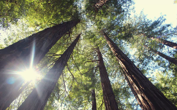 5K Ultra HD PC desktop wallpaper and background: towering trees and treetops in a sunbeam-lit forest, green nature canopy seen from below.