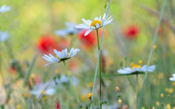 Earth Flower Flowers Blur White Flower Nature HD Wallpaper | Background Image