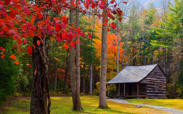 A man-made cabin set along a forest path surrounded by vibrant fall trees, captured in stunning 4K Ultra HD detail.