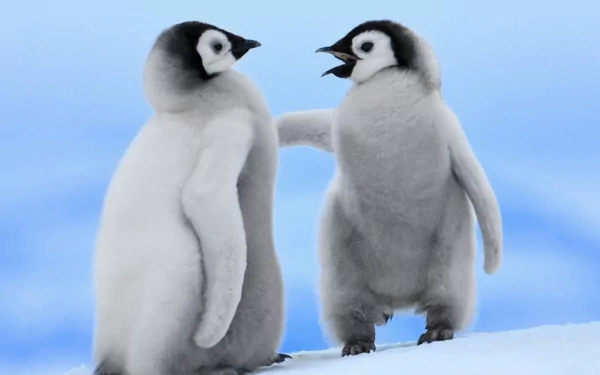  Adorable Penguin Chicks