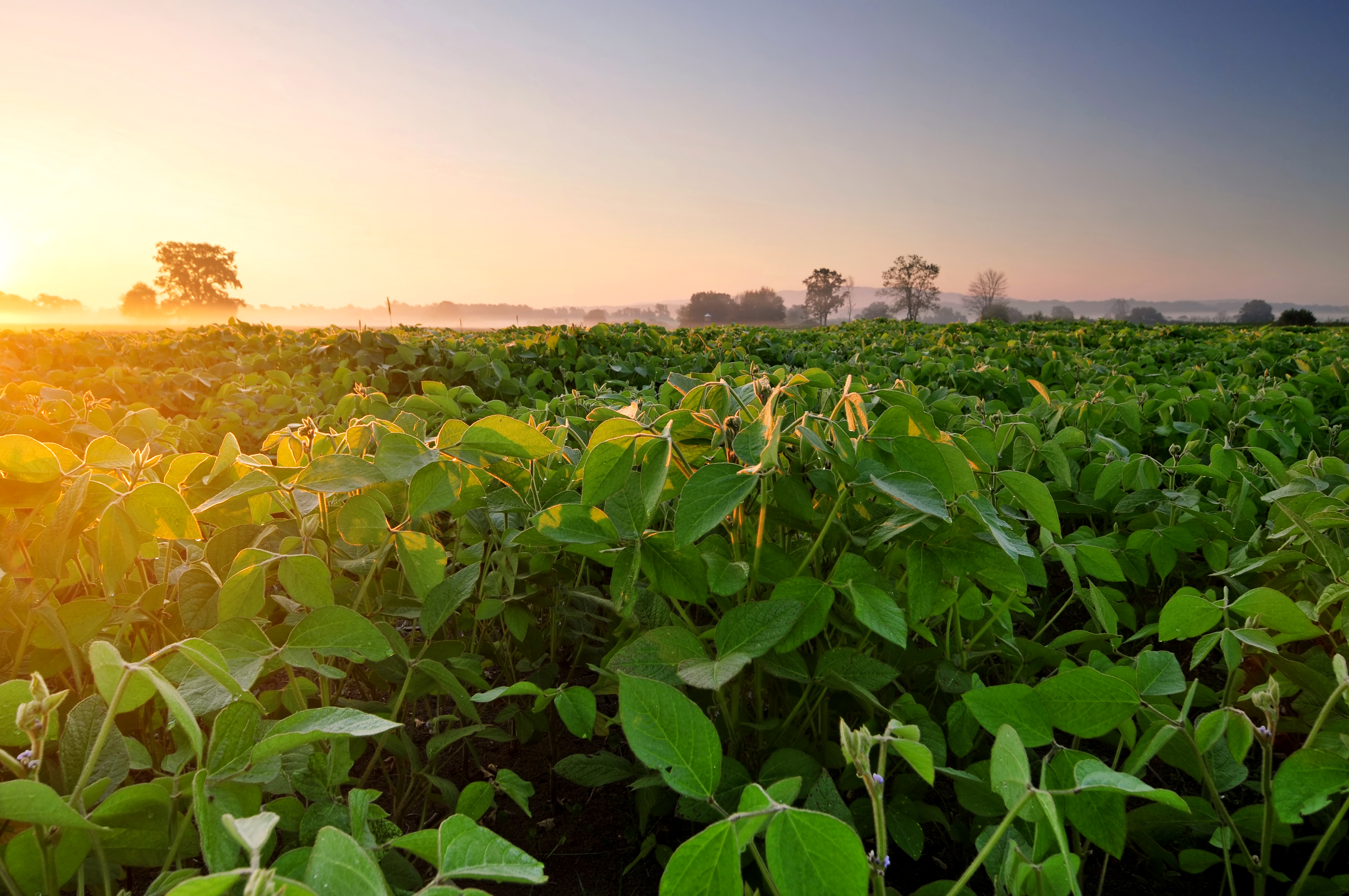 Field beans. Плантация батата. Плантация сои Амурская область. Соевые поля Аргентина. Плантация сои в Китае.