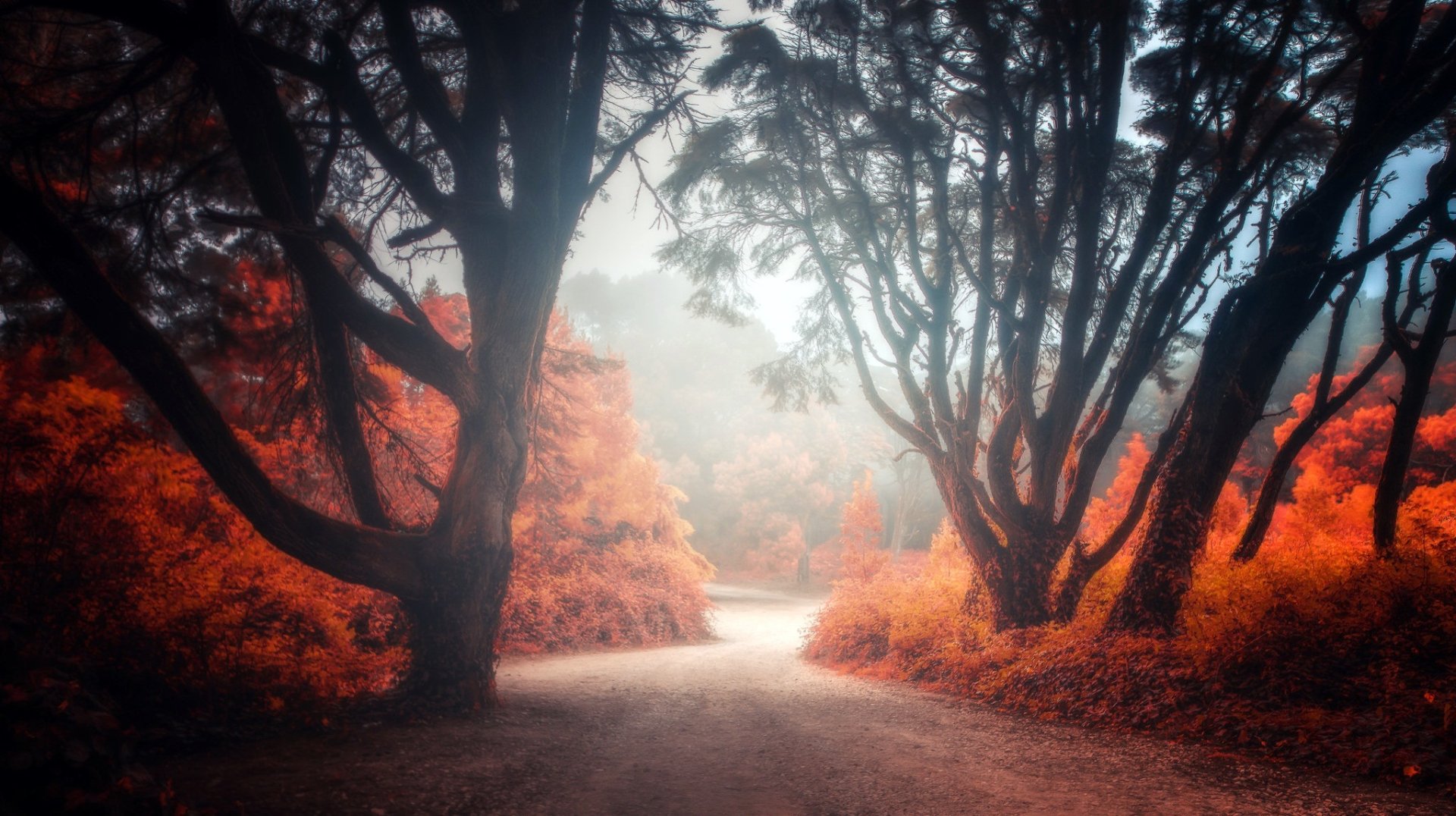 Path HD Wallpaper