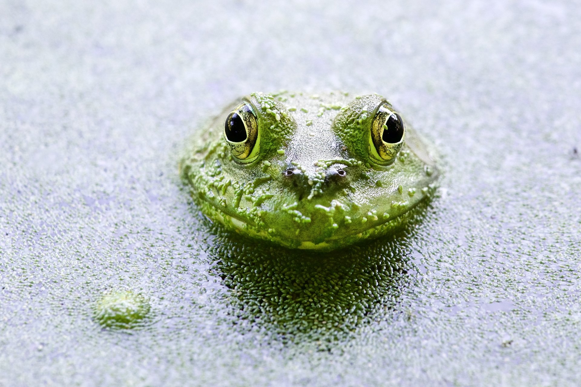 Close-up of a green frog partially submerged in water, captured in stunning 4K Ultra HD detail, showcasing the vibrant colors and natural beauty of this animal in its environment.