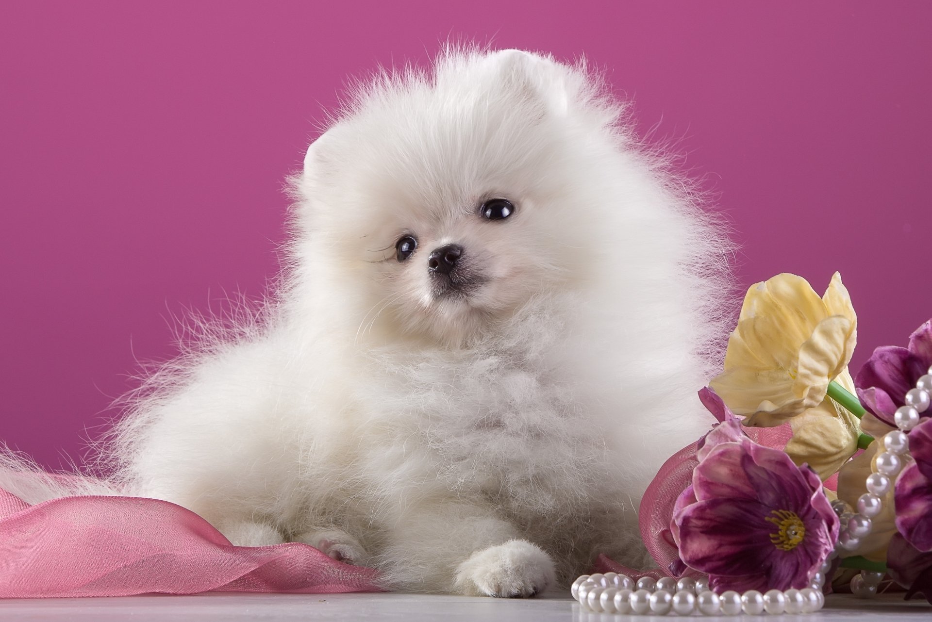 White Pomeranian Puppy HD Wallpaper Background Image