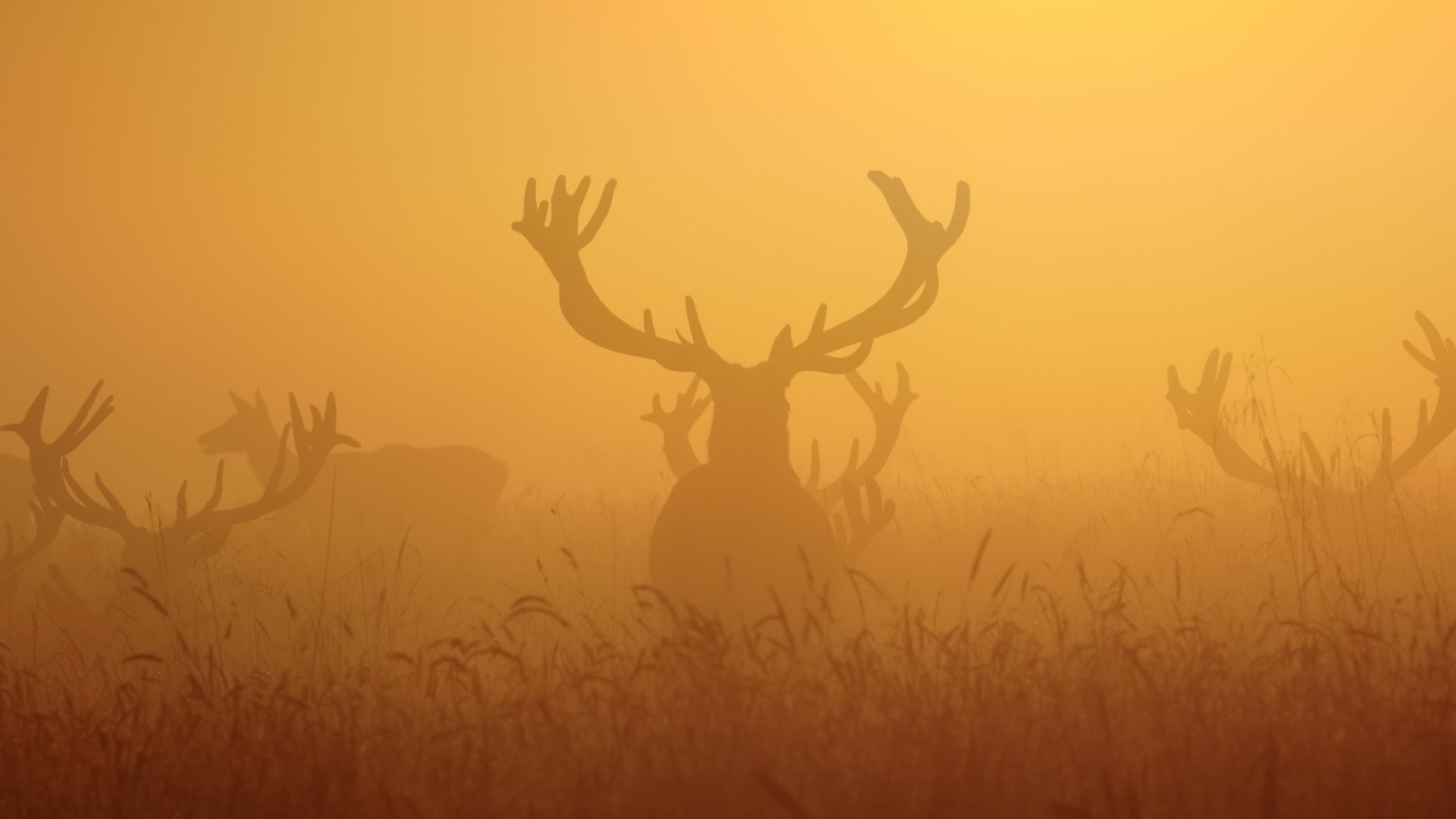 Deer HD Wallpaper