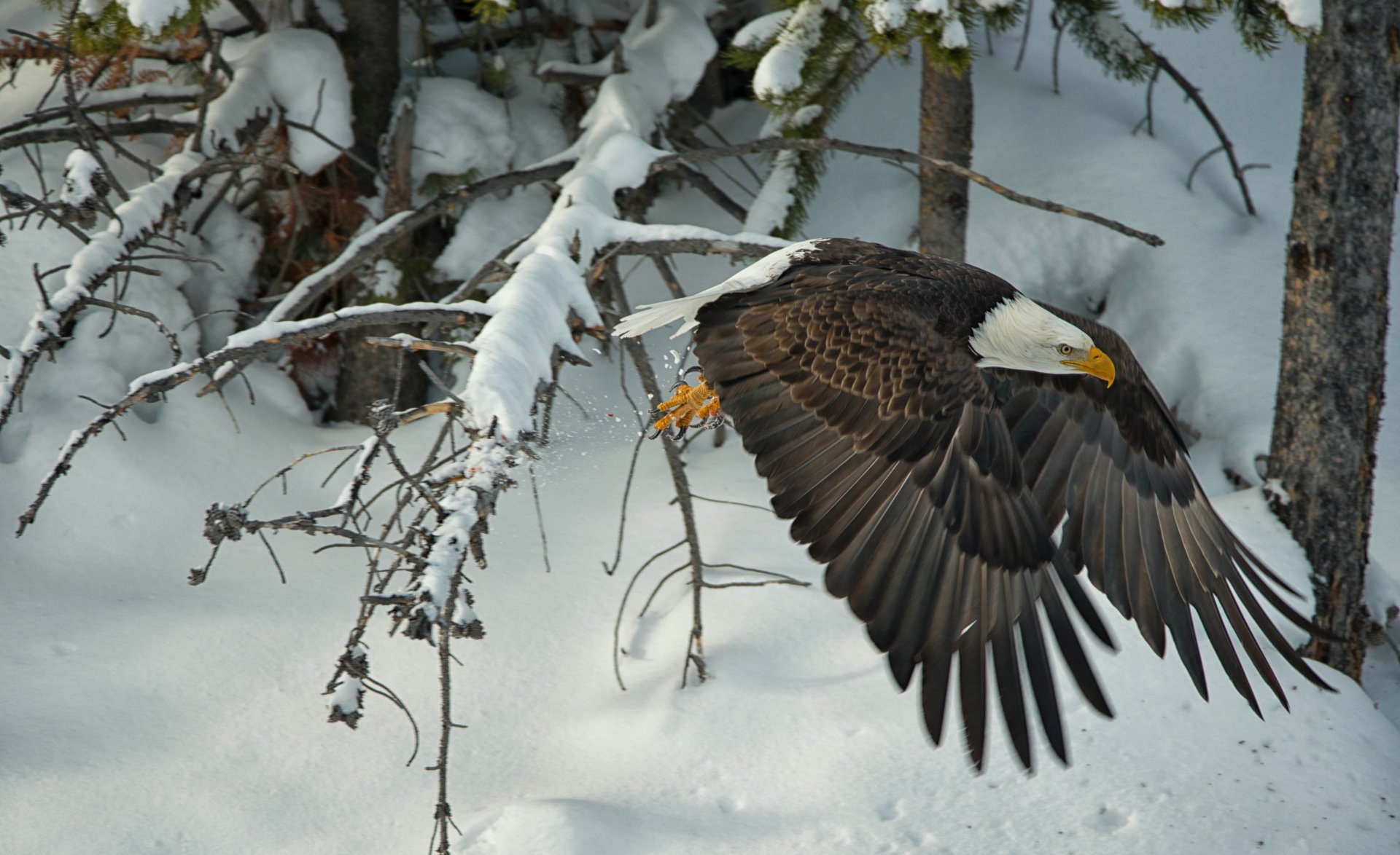 eagle-flying-in-winter-forest