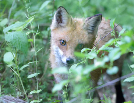 Red fox peering through green undergrowth — animal portrait of a fox. 2K Quad HD PC desktop wallpaper and background.