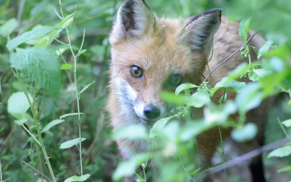  Little Surprise in the Brush by Kitty Kono