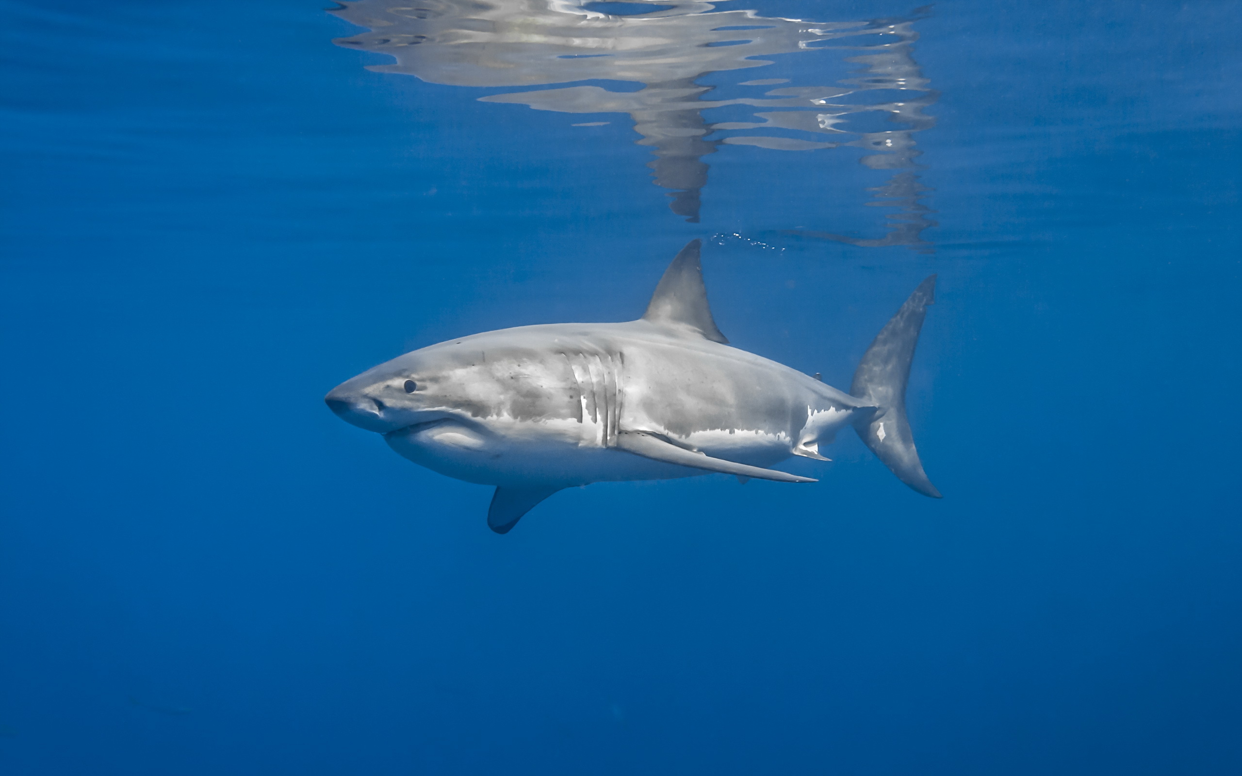 Animal Shark HD Wallpaper | Background Image
