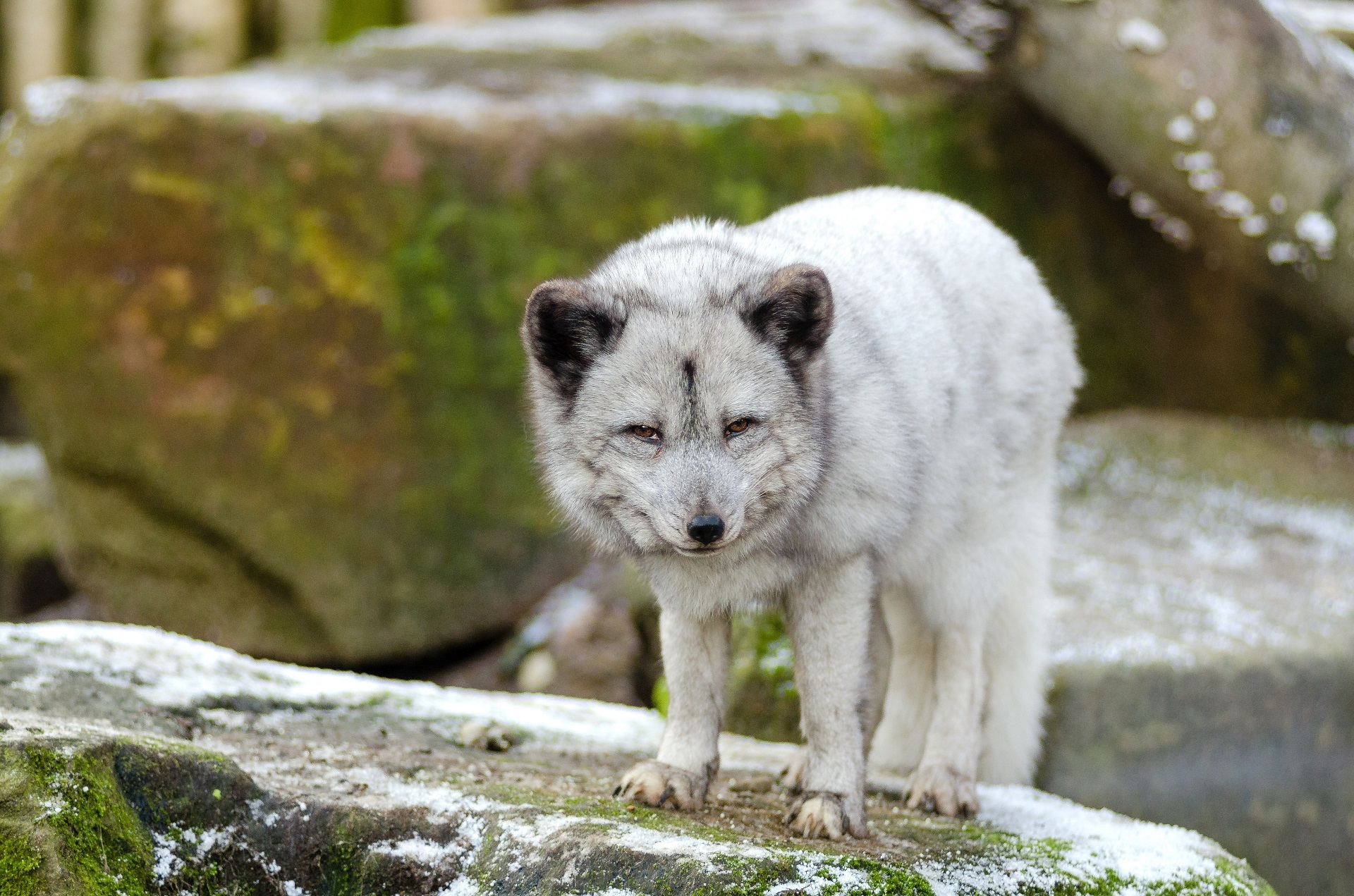 Arctic Fox in a zoo by skeeze
