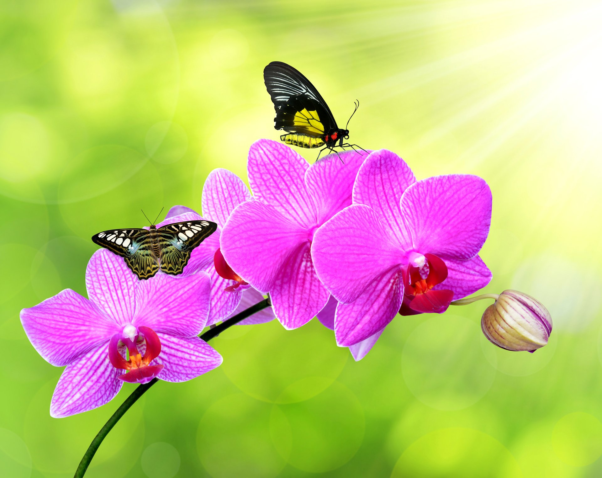 4K Ultra HD — Pink Orchid & Butterflies in Dreamy Bokeh | 4000x3176 ...