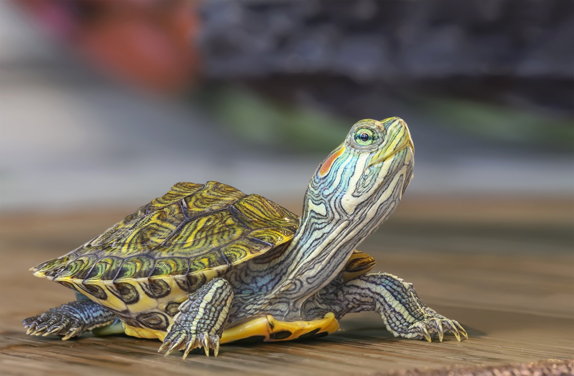 Download Animal Turtle HD Wallpaper