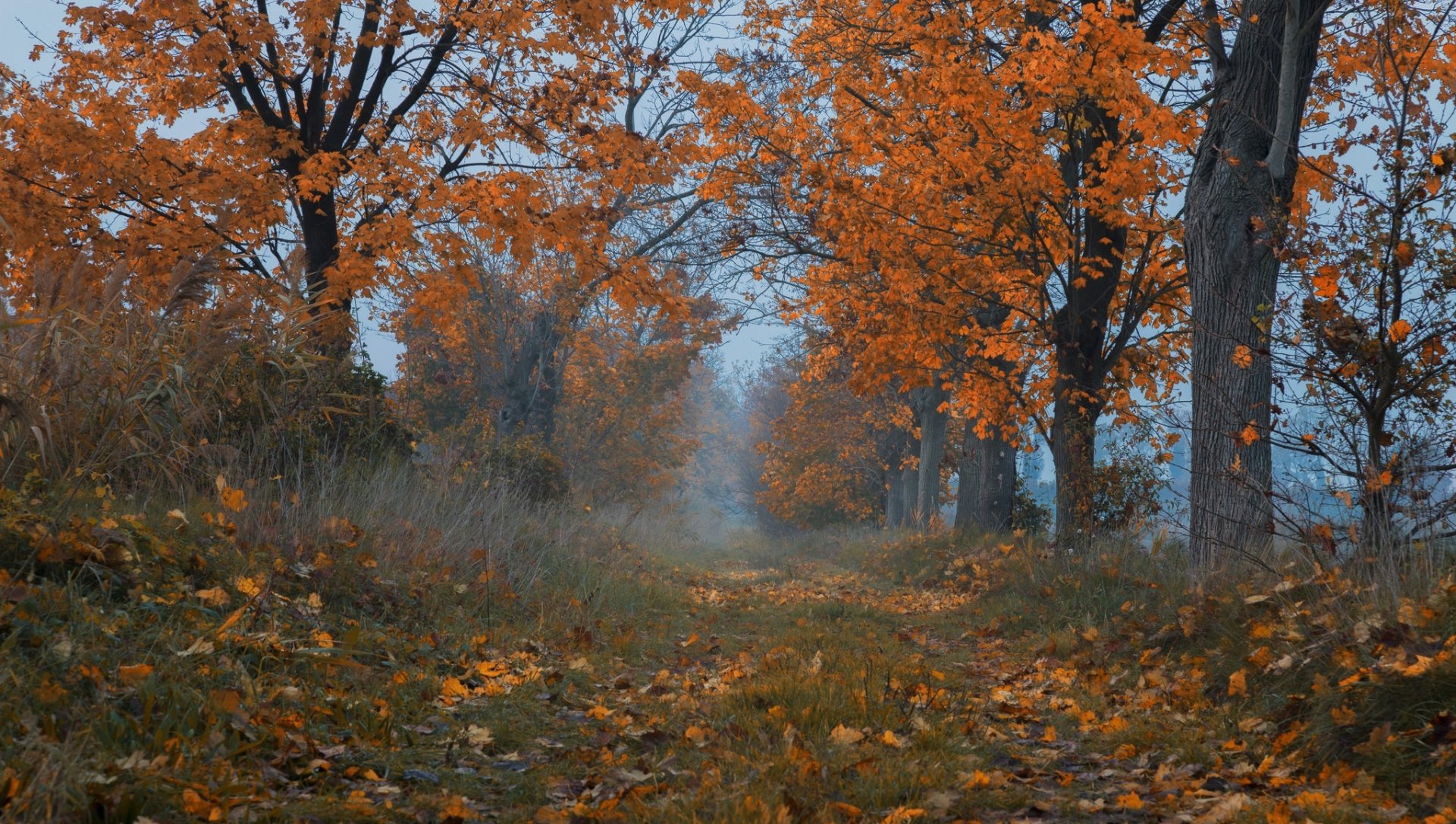 A serene fall scene with a tree-lined nature path, vibrant orange leaves contrasting against a misty background, featured as an HD PC desktop wallpaper and background.