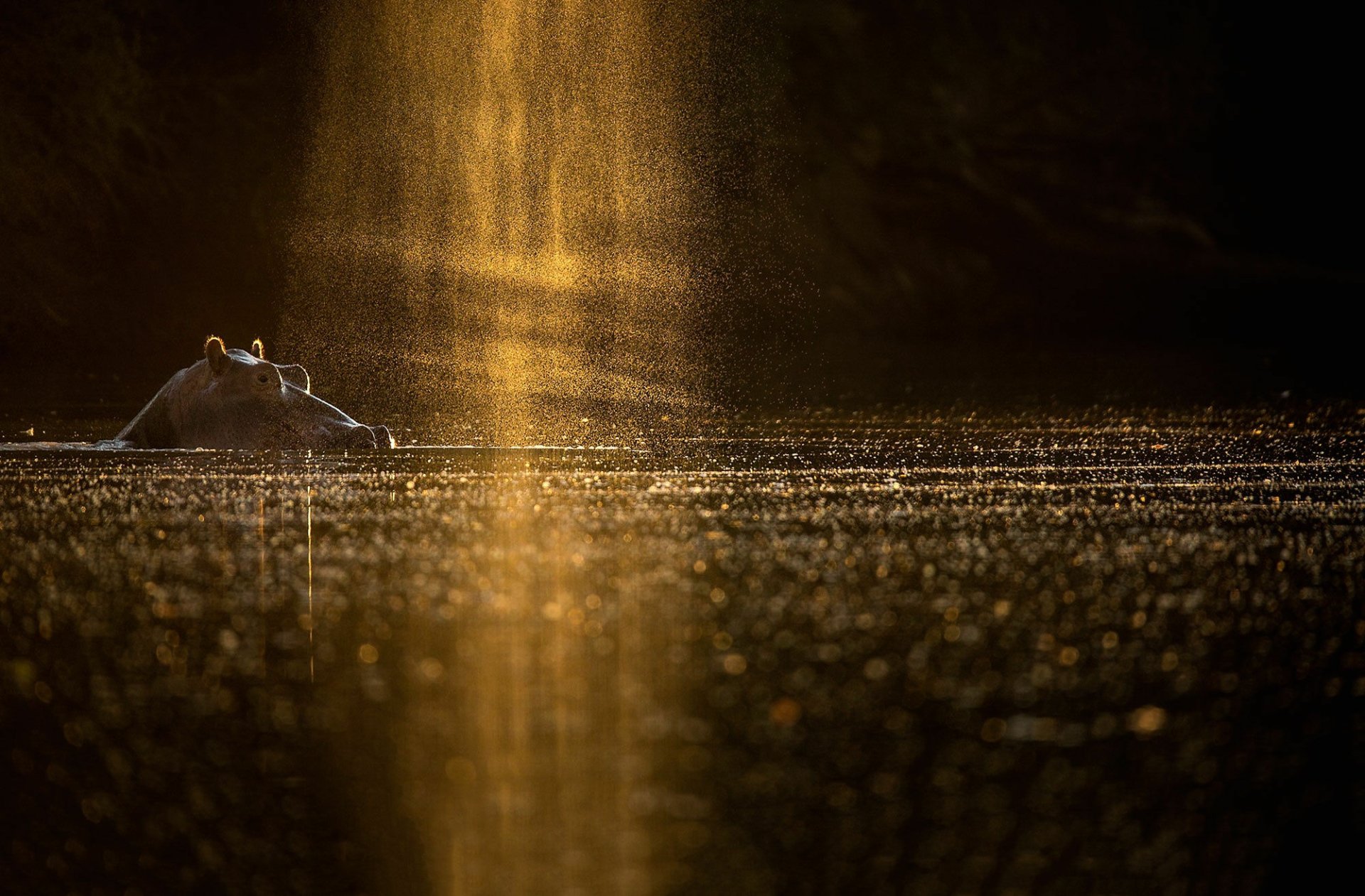 Download Glitter Sunbeam Water Animal Hippo HD Wallpaper by Keith Connelly