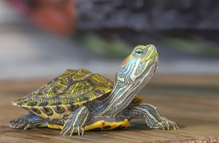 HD PC desktop wallpaper featuring a detailed close-up of a colorful turtle with intricate shell and skin patterns on a smooth surface.