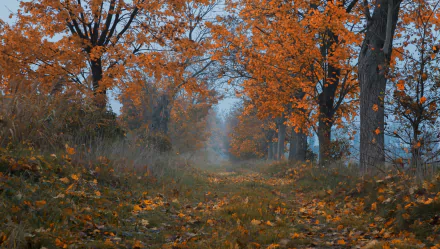 A serene fall scene with a tree-lined nature path, vibrant orange leaves contrasting against a misty background, featured as an HD PC desktop wallpaper and background.