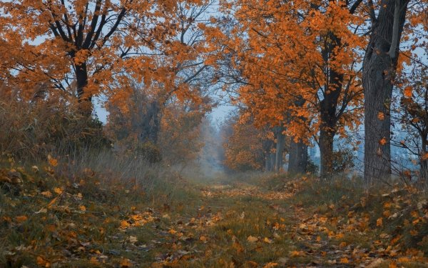 Nature Path Tree-Lined Tree Fall HD Wallpaper | Background Image