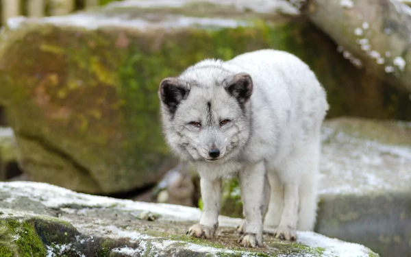  Arctic Fox in a zoo by skeeze