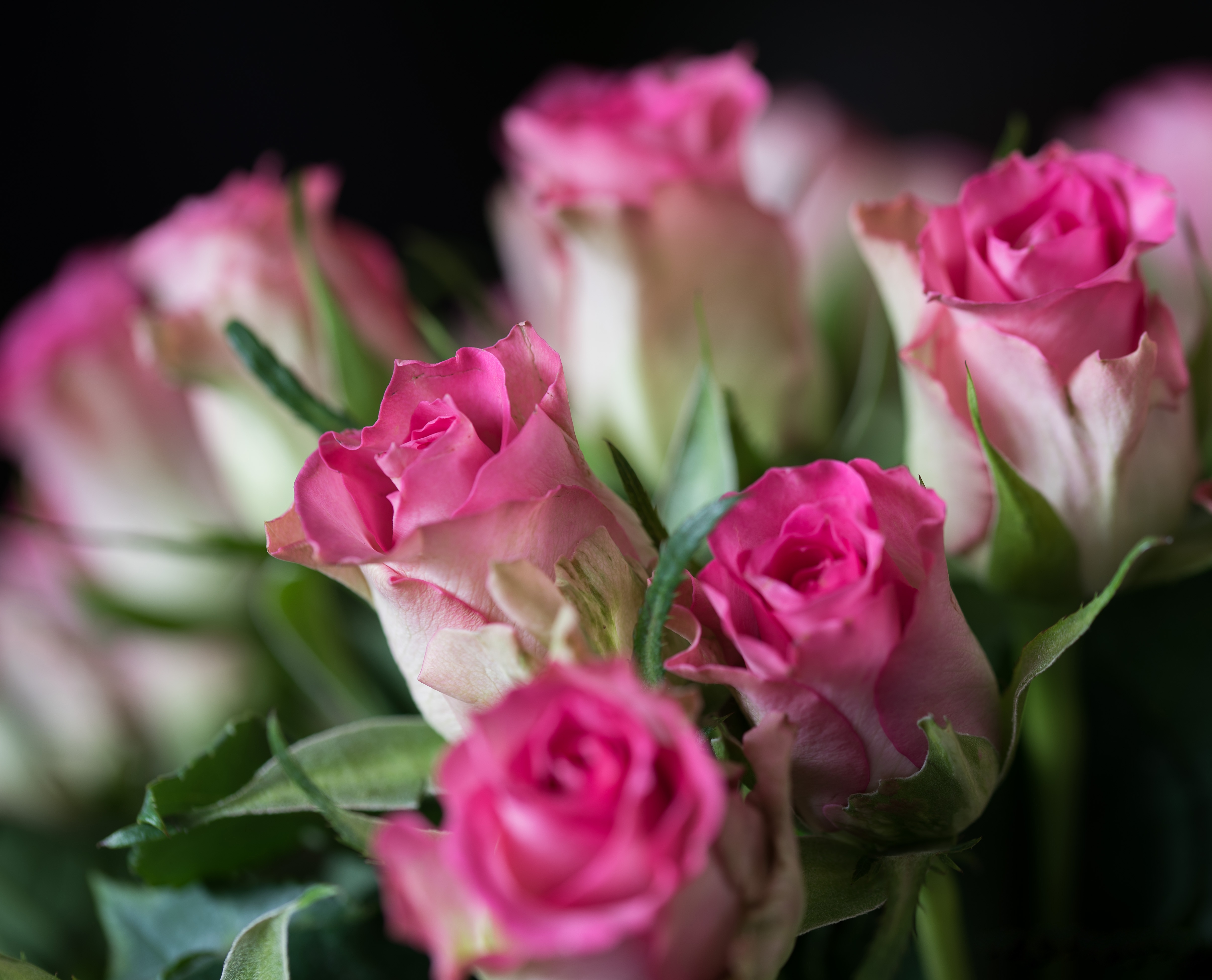 Download Pink Flower Flower Nature Rose 4k Ultra HD Wallpaper