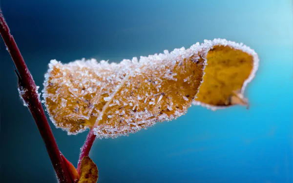 macro nature frozen leaf HD Desktop Wallpaper | Background Image