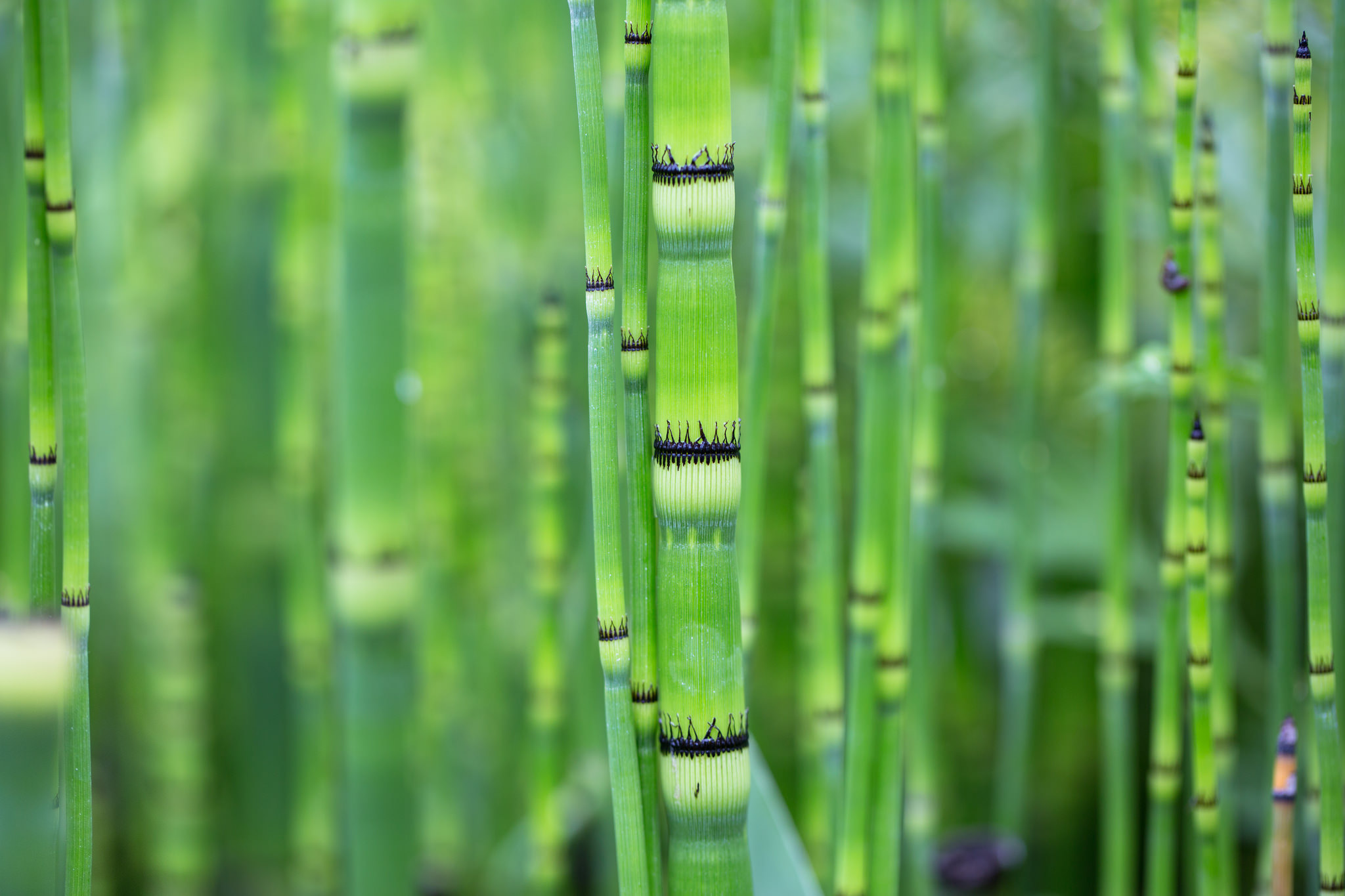 Nature Bamboo HD Wallpaper by Ben-ah