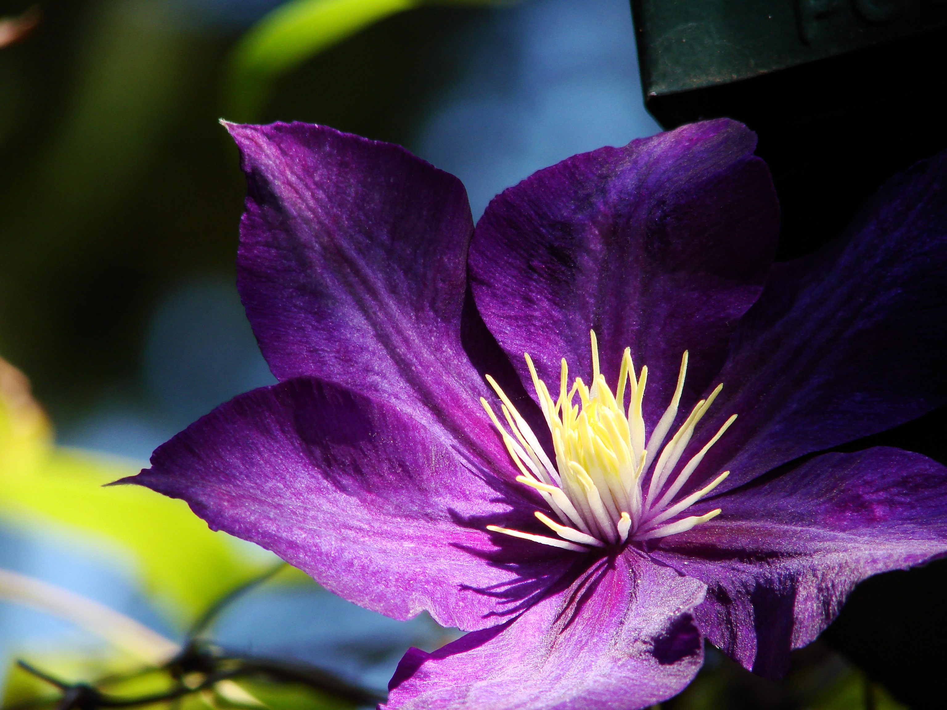 Download Close-up Purple Flower Flower Nature Clematis HD Wallpaper