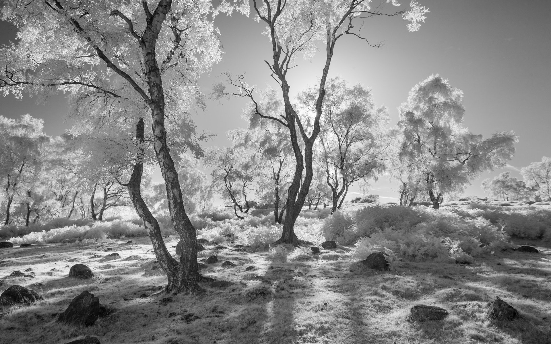 Download Sunny Black & White Nature Tree 4k Ultra HD Wallpaper by James Mills