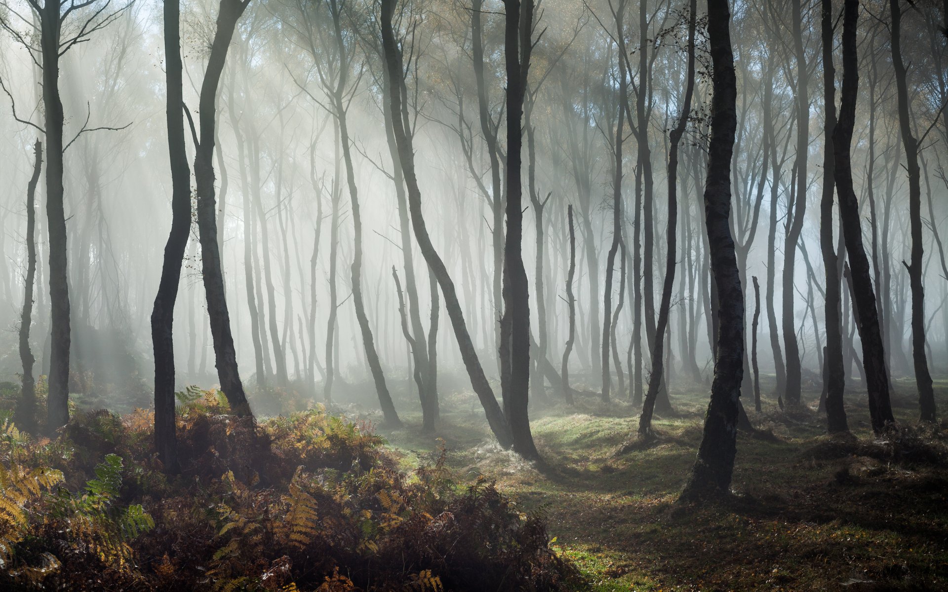 Nebel 5k Retina Ultra HD Wallpaper Hintergrund 5424x3390 ID