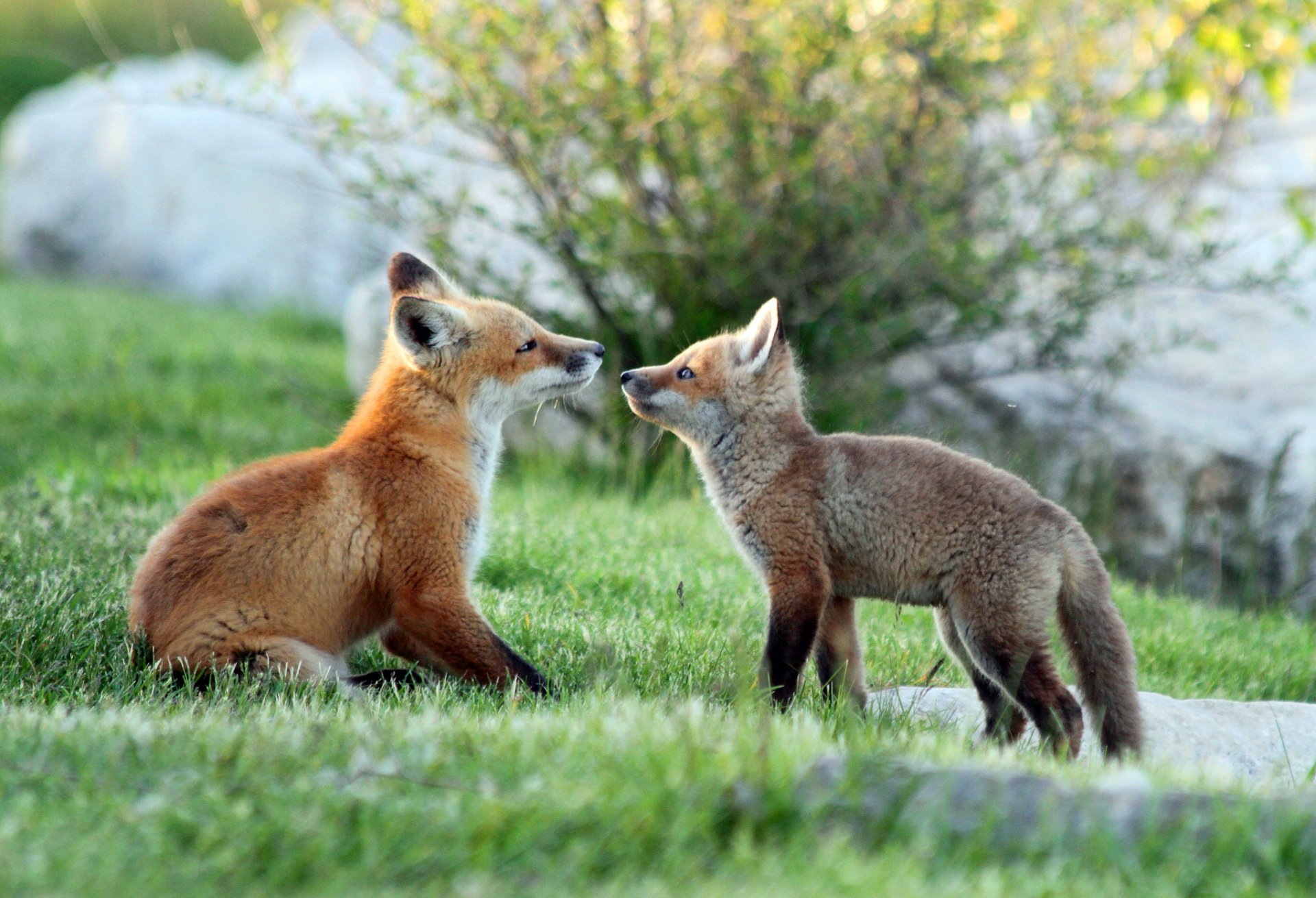 A baby fox cub and an adult fox gently touching noses while sitting on green grass, captured in an HD desktop wallpaper image.