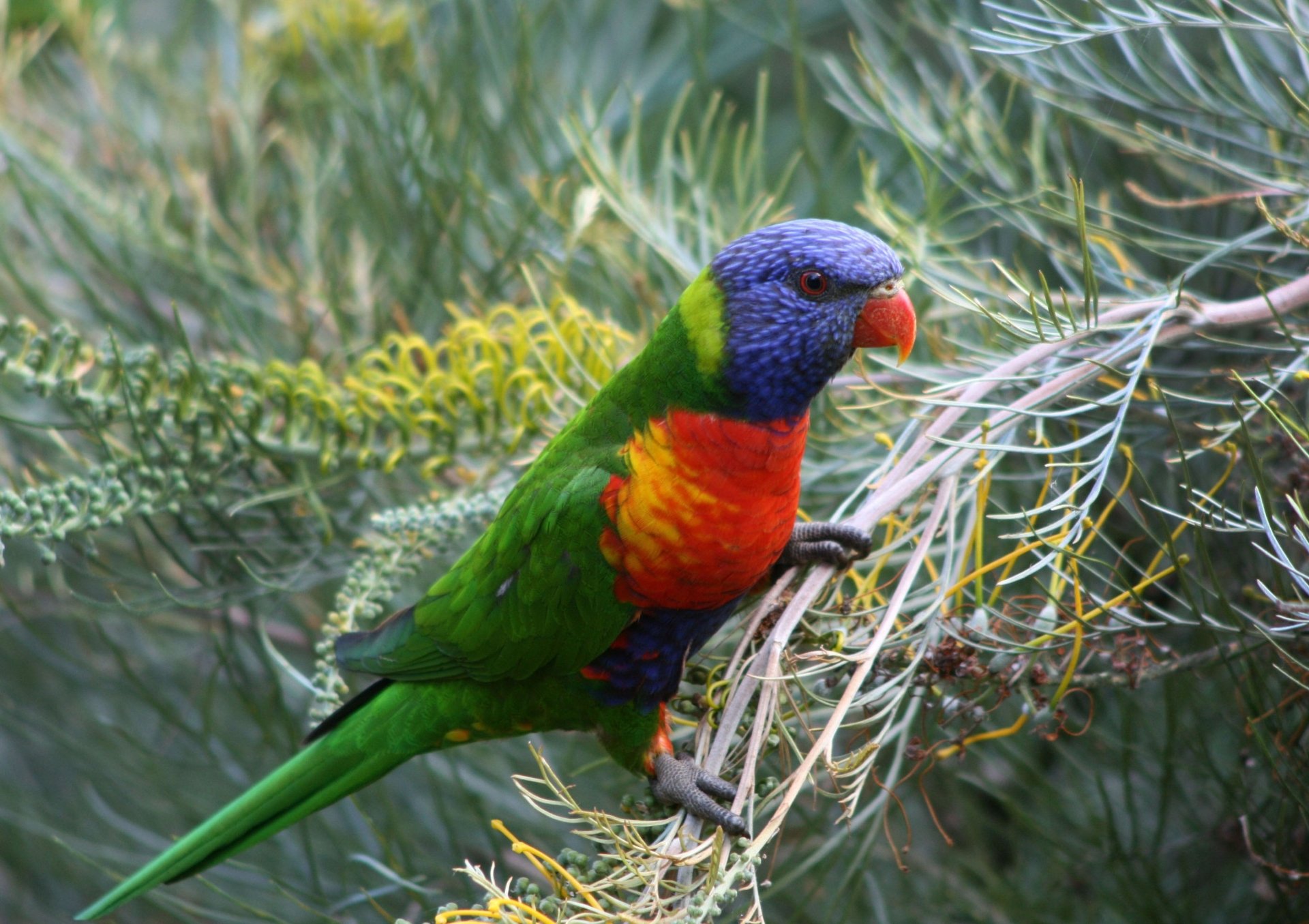 Rainbow Lorikeet in a Grevillea tree by maximus1954