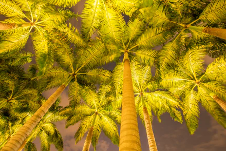 tropical treetops nature palm tree HD Desktop Wallpaper | Background Image