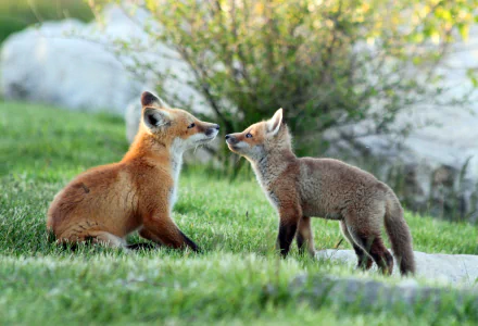 A baby fox cub and an adult fox gently touching noses while sitting on green grass, captured in an HD desktop wallpaper image.