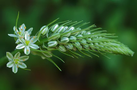 Close-up of a green plant with white blossoms in vibrant detail, captured in 4K Ultra HD for a crisp nature-themed PC desktop wallpaper.