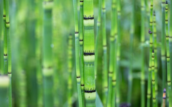 Earth Bamboo Blur Green Close-Up HD Wallpaper | Background Image