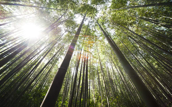4K Ultra HD PC desktop background of sunbeams piercing a bamboo forest, towering trunks and verdant treetops seen from below.