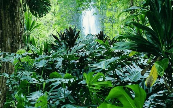 Earth Jungle Waterfall Forest Tropical Green HD Wallpaper | Background Image