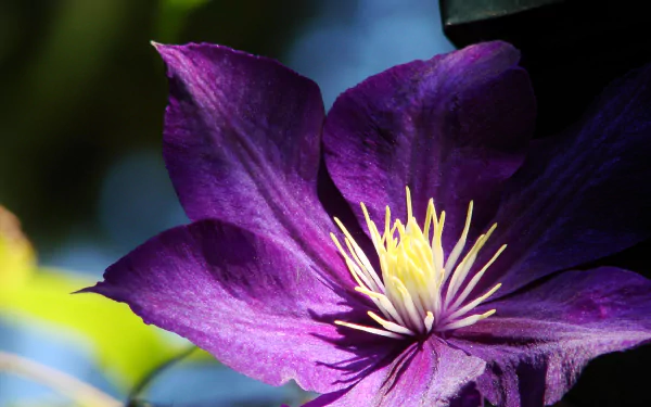 close-up purple flower flower nature clematis HD Desktop Wallpaper | Background Image