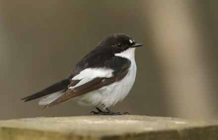  A male Pied Flycatcher (Ficedula hypoleuca) by Sandra Standbridge