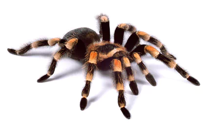 spider Animal tarantula HD Desktop Wallpaper | Background Image