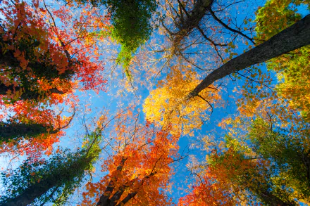 HD desktop wallpaper of colorful tree tops captured from a ground-up perspective, showcasing vibrant fall foliage against a clear blue sky. Tags: treetops, tree, nature, fall.