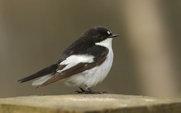  A male Pied Flycatcher (Ficedula hypoleuca) by Sandra Standbridge