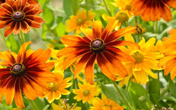  Black-Eyed Susans