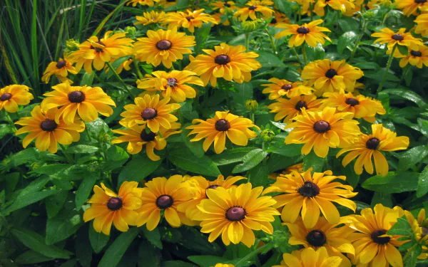  Golden Rudbeckia (Tiger's Eye)